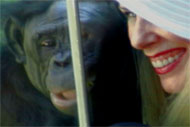 Bonobo Lana & Dr. Susan Block at San Diego Zoo