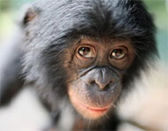 Adopt Bonobo Ndjili at Lola ya Bonobo